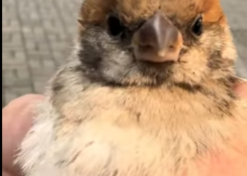 R2601004 La sanacion empieza con bondad (Parte 2)