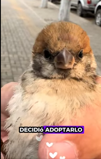 R2601004 La sanacion empieza con bondad (Parte 2)