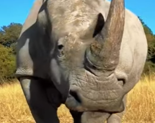 N0101022 Hipopótamo Intenta enfrentar un Rinoceronte! (Parte 2)