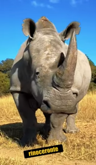 N0101022 Hipopótamo Intenta enfrentar un Rinoceronte! (Parte 2)