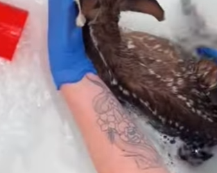 R2601003 La sanacion empieza con bondad (Parte 2)