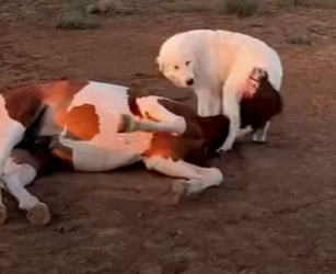 W2401007 From danger to gentle hands (Part 2)