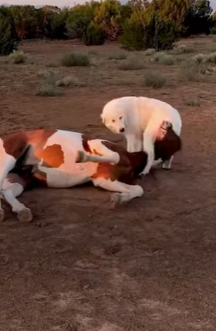 W2401007 From danger to gentle hands (Part 2)