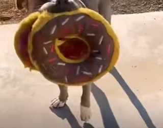 W2401001 Every life deserves a second chance (Part 2)