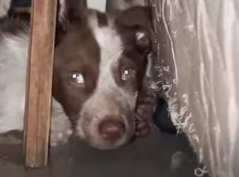 W2401005 A small rescue, a big miracle (Part 2)