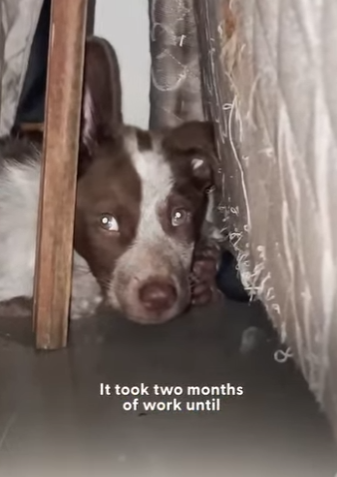 W2401005 A small rescue, a big miracle (Part 2)