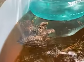 W2401003 Kindness can save a life (Part 2)