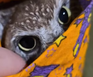 O2912001 While walking my dogs,they found lone baby owl! (Part 2)