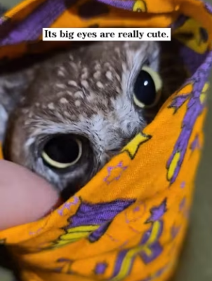 O2912001 While walking my dogs,they found lone baby owl! (Part 2)