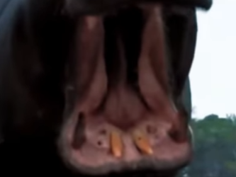 N0101004 Leon vs Hipopótamo! (Parte 2)