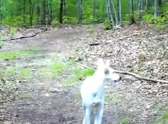 I2401004 White mystery creature starts appearing on (Part 2)