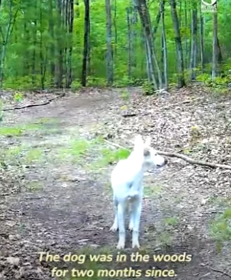 I2401004 White mystery creature starts appearing on (Part 2)