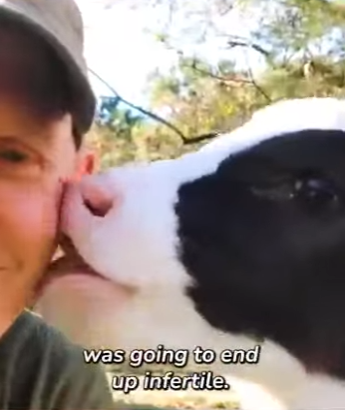 I2401002 Rescued cow loves (Part 2)