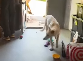 I2401009 White mystery creature starts appearing on (Part 2)