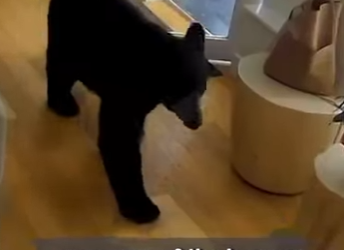 I2401012 Everyone has guardian angel, lucky ones have (Part 2)