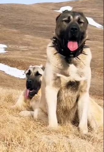 N0101014 Lobos entran Intentan cazar unas Ovejas! (Parte 2)