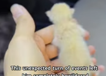 C2301006 Love didn’t give up (Part 2)