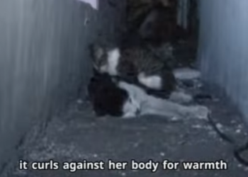 C2301005 Love didn’t give up (Part 2)