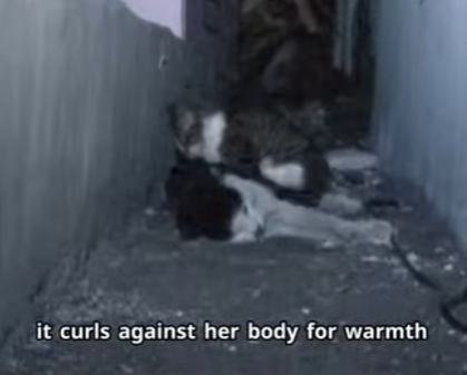 C2301005 Love didn’t give up (Part 2)