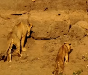 La naturaleza nunca deja de sorprendernos (Parte 2)