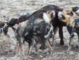 Cada especie tiene su propia belleza (Parte 2)