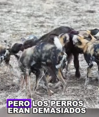 Cada especie tiene su propia belleza (Parte 2)