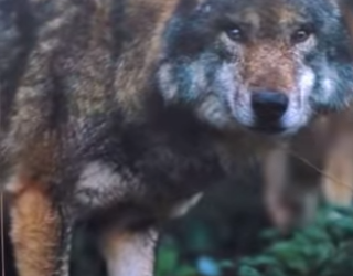 N0101016 Pastores Caucásicos Intentan enfrentar un Lobo! (Parte 2)