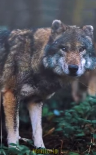 N0101016 Pastores Caucásicos Intentan enfrentar un Lobo! (Parte 2)