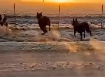 P2701007 Every rescue tells a story (Part 2)