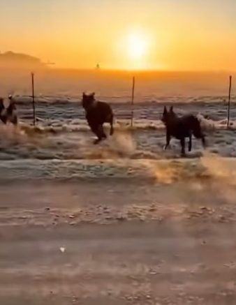 P2701007 Every rescue tells a story (Part 2)