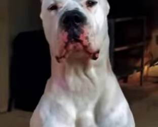 N0101008 Leopardo vs Dogo Argentino! (Parte 2)