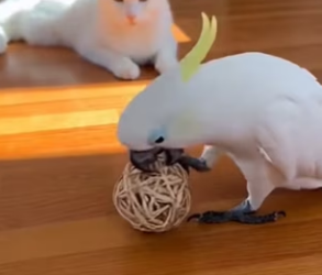 P2701011 When humans choose compassion (Part 2)