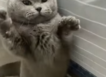 L2701005 Un pequeno rescate, un gran milagro (Parte 2)