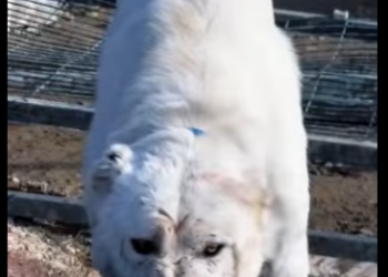 N0101007 Lince Ibérico intenta enfrentarse un Alabai! (Parte 2)