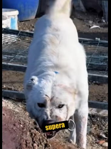 N0101007 Lince Ibérico intenta enfrentarse un Alabai! (Parte 2)