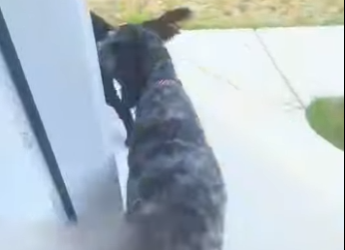 L2701011 Otra vida inocente salvada (Parte 2)