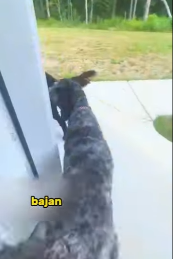 L2701011 Otra vida inocente salvada (Parte 2)