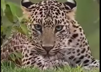 L2701001 Cada vida merece una segunda oportunidad (Parte 2)