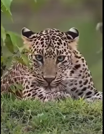 L2701001 Cada vida merece una segunda oportunidad (Parte 2)