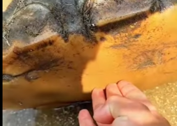 L2701010 Rescatar es amar en accion (Parte 2)