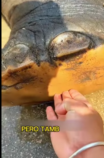 L2701010 Rescatar es amar en accion (Parte 2)