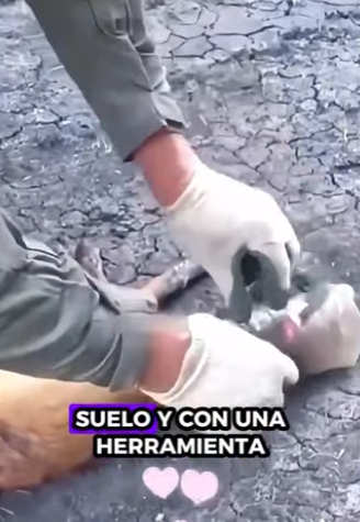 R2701011 Cada rescate es una victoria (Parte 2)