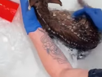 R2701003 De fragil a protegido (Parte 2)