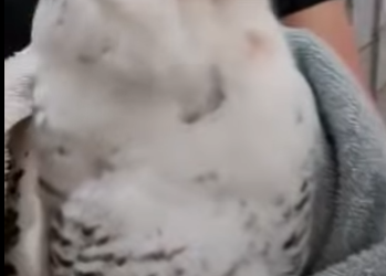 R2701014 Del peligro a brazos amorosos (Parte 2)