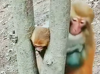 A2701006 El amor nunca se rinde (Parte 2)