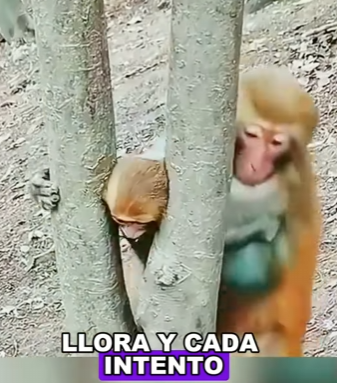 A2701006 El amor nunca se rinde (Parte 2)