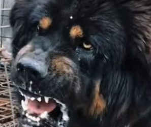 N0101001 Mastín Tibetano vs Leopardo de Las Nieves! (Parte 2)