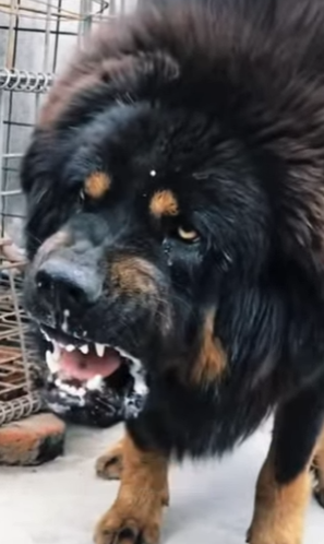 N0101001 Mastín Tibetano vs Leopardo de Las Nieves! (Parte 2)