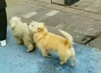 A2701002 De perdido a amado (Parte 2)