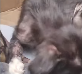 M2701012 Un acto valiente puede salvar un alma (Parte 2)